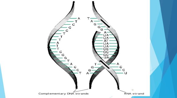 پاورپوینت RNA