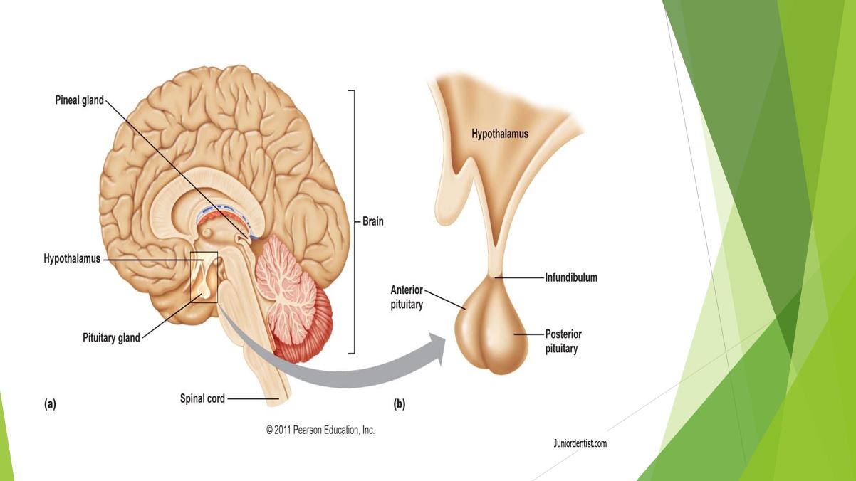 پاورپوینت فیزیولوژی قاعدگی
