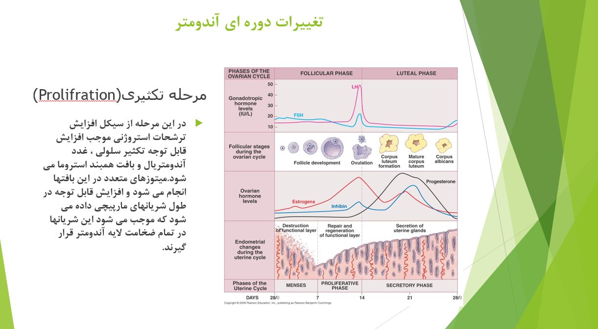 پاورپوینت فیزیولوژی قاعدگی