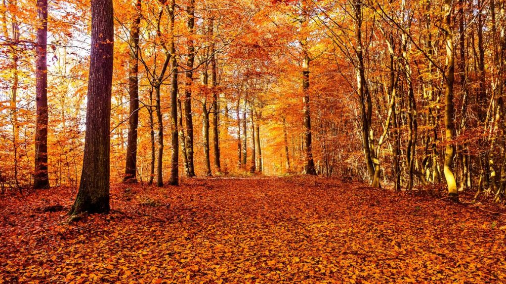 fall