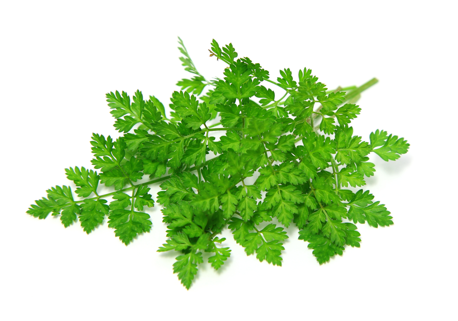 Chervil herbs on white background