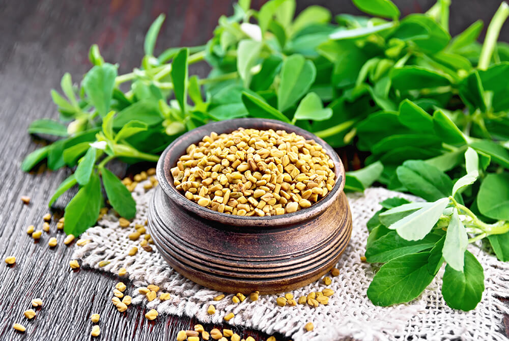 fenugreek