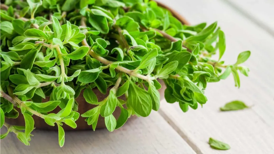 marjoram