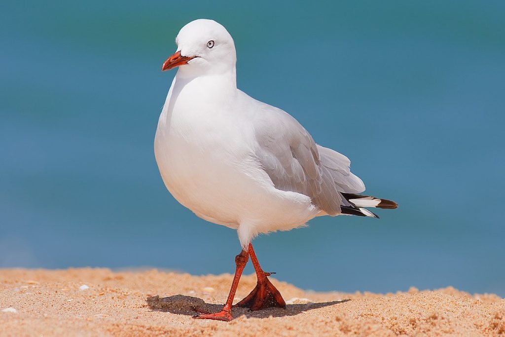 seagull