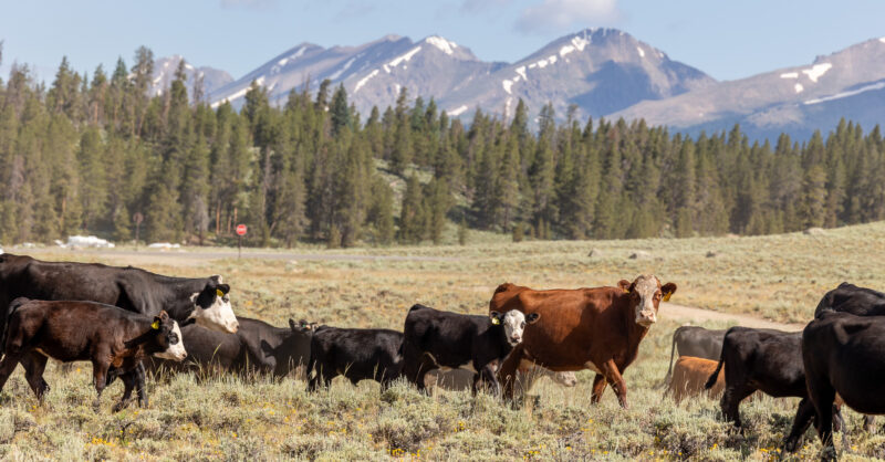 CO LukeMunchrath cattle mjyz