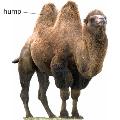 camel