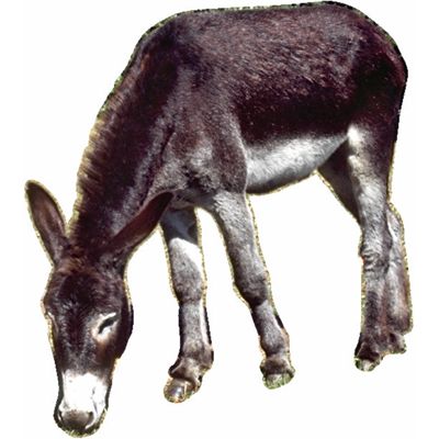 donkey