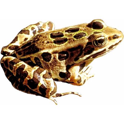 frog