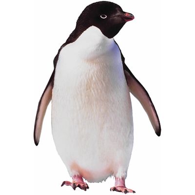 penguin